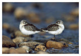 Western Sandpipers Pair Standing Back To Back With Beaks Tucked Under Wings, North America-Paper Art-20,,X14,,