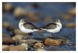 Western Sandpipers Pair Standing Back To Back With Beaks Tucked Under Wings, North America-Paper Art-38,,X26,,