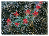 Indian Paintbrush Surrounded By Pine Cones, South Rim, Grand Canyon National Park, Arizona-Paper Art-18,,X14,,