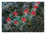 Indian Paintbrush Surrounded By Pine Cones, South Rim, Grand Canyon National Park, Arizona-Paper Art-26,,X20,,