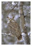 Great Horned Owl In Its Pale Form Perching In A Snow-Covered Tree, British Columbia, Canada-Paper Art-22,,X32,,
