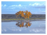Cottonwood And Cranes, Autumn Foliage, Bosque Del Apache National Wildlife Refuge, New Mexico-Paper Art-18,,X14,,