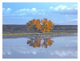 Cottonwood And Cranes, Autumn Foliage, Bosque Del Apache National Wildlife Refuge, New Mexico-Paper Art-34,,X26,,