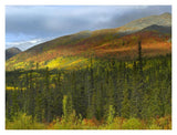 Boreal Forest Beneath Goldensides Mountain, Tombstone Territorial Park, Yukon Territory, Canada-Paper Art-18,,X14,,