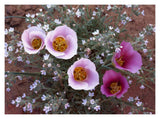 Sego Lily Group, State Flower Of Utah With Bulbous Edible Root, Canyonlands National Park, Utah-Paper Art-18,,X14,,