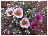 Sego Lily Group, State Flower Of Utah With Bulbous Edible Root, Canyonlands National Park, Utah-Paper Art-50,,X38,,