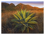 Agave Plants And Chisos Mountains Seen From Chisos Basin, Big Bend National Park, Chihuahuan Desert, Texas-Paper Art-18,,X14,,