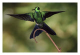 Green-Crowned Brilliant Male, Cloud Forest, Costa Rica-Paper Art-32,,X22,,