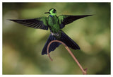 Green-Crowned Brilliant Male, Cloud Forest, Costa Rica-Paper Art-50,,X34,,