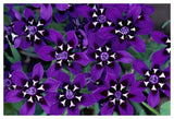 Painted Petal Spring Flower, Nieuwoudtville Reserve, South Africa-Paper Art-50,,X34,,