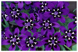 Painted Petal Spring Flower, Nieuwoudtville Reserve, South Africa-Paper Art-62,,X42,,