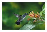 Blue-Chested Hummingbird Albino Male Feeding At And Pollinating Flowers Lowland Rainforest, Costa Rica-Paper Art-26,,X18,,