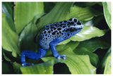 Blue Poison Dart Frog Very Tiny Frog Used By Indian Tribes To Poison Tips Of Arrows, Native To South America-Paper Art-62,,X42,,