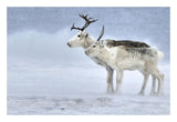 Two Reindeer, Male And Female During A Blizzard, Kiberg Varanger Finnmark,Norway-Paper Art-26,,X18,,