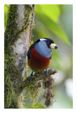 Toucan Barbet, Ecuador-Paper Art-18,,X26,,
