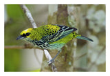 Speckled Tanager, Costa Rica-Paper Art-26,,X18,,
