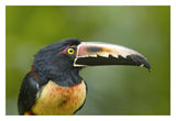 Collared Aracari, Costa Rica-Paper Art-32,,X22,,