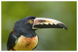 Collared Aracari, Costa Rica-Paper Art-62,,X42,,