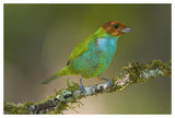 Bay-Headed Tanager, Costa Rica-Paper Art-50X34