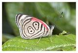 Eighty-Nine Butterfly, Ecuador-Paper Art-20X14