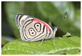 Eighty-Nine Butterfly, Ecuador-Paper Art-62X42