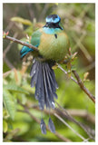 Blue-Crowned Motmot, Costa Rica-Paper Art-34X50