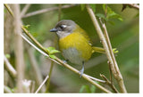 Common Bush-Tanager, Costa Rica-Paper Art-20X14