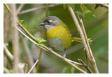 Common Bush-Tanager, Costa Rica-Paper Art-32X22