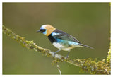 Golden-Hooded Tanager, Costa Rica-Paper Art-50X34