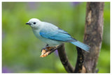 Blue-Gray Tanager Male, Costa Rica-Paper Art-62X42