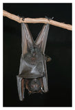 Large Flying Fox Roosting, Michigan-Paper Art-26X38
