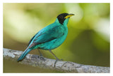 Green Honeycreeper Male, Costa Rica-Paper Art-20X14