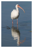 White Ibis, Fort Myers Beach, Florida-Paper Art-14X20