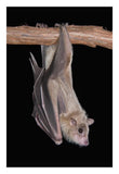 Egyptian Fruit Bat Roosting, Michigan-Paper Art-18X26