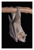 Egyptian Fruit Bat Roosting, Michigan-Paper Art-22X32