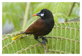 Chestnut-Headed Oropendola, Costa Rica-Paper Art-20X14