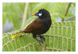 Chestnut-Headed Oropendola, Costa Rica-Paper Art-32X22