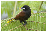 Chestnut-Headed Oropendola, Costa Rica-Paper Art-38X26