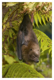 Rodrigues Flying Fox Roosting, Michigan-Paper Art-14X20