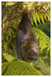 Rodrigues Flying Fox Roosting, Michigan-Paper Art-34X50
