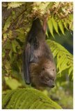 Rodrigues Flying Fox Roosting, Michigan-Paper Art-42X62