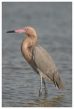 Reddish Egret, Fort Desoto Park, Florida-Paper Art-42X62