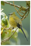 Long-Tailed Silky-Flycatcher, Costa Rica-Paper Art-34X50