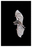 Seba'S Short-Tailed Bat Flying, Michigan-Paper Art-34X50