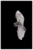 Seba'S Short-Tailed Bat Flying, Michigan-Paper Art-42X62