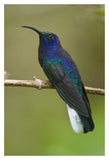 Violet Sabre-Wing Hummingbird, Costa Rica-Paper Art-14X20