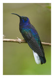 Violet Sabre-Wing Hummingbird, Costa Rica-Paper Art-18X26