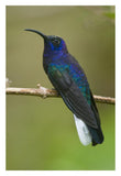 Violet Sabre-Wing Hummingbird, Costa Rica-Paper Art-22X32