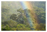 Rainbow Over Rainforest Canopy, Costa Rica-Paper Art-20X14