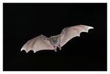 Jamaican Fruit-Eating Bat Flying, Michigan-Paper Art-20X14